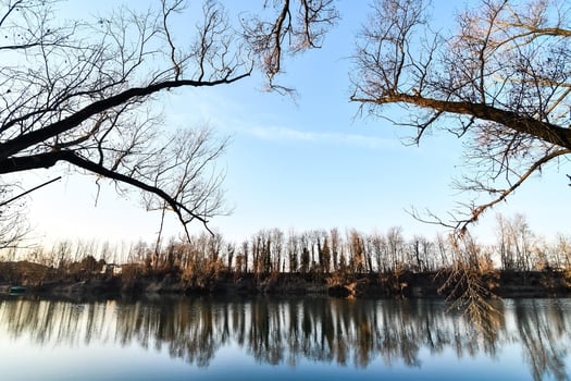 Trees on the shore photo