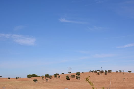 Trees on hill photo