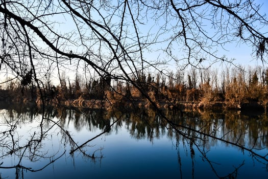 Water and trees photo