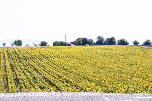 Green crop view photo