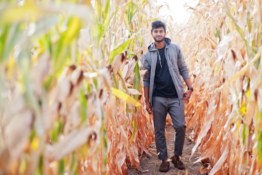 South asian agronomist farmer inspecting corn field farm. Agriculture production concept. photo