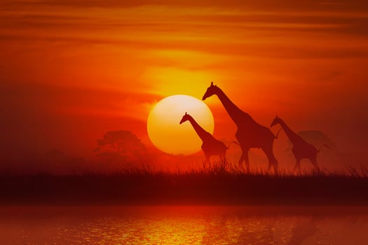 silhouette Animal, giraffe and grass and tree at sunset photo