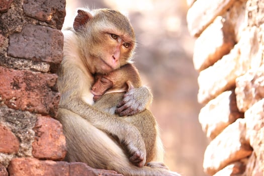 Mother Monkey Hug Baby photo