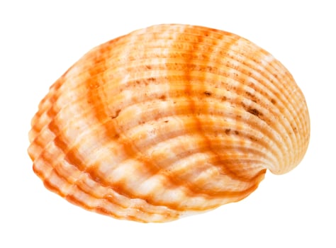 striped orange conch of cockle isolated on white photo