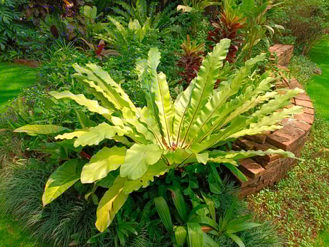 Plants botanical tropical leaf growth nature environmental ecology gardening background scenery spring images photo