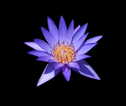 Nymphaea or Waterlily or Lotus flowers. Close up blue-purple lotus flower isolated on white background. The side of water lily. photo