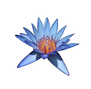 Nymphaea or Waterlily or Lotus flowers. Close up blue-purple lotus flower isolated on white background. The side of water lily. photo