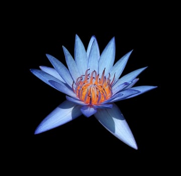 Nymphaea or Waterlily or Lotus flowers. Close up blue-purple lotus flower isolated on black background. The side of water lily. photo