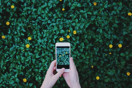 Female hand taking photo of beautiful flowers on green plant with smartphone at the garden