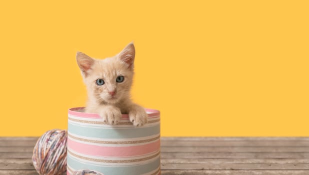 Portrait of cute baby kitten inside a pink box with balls of wool photo