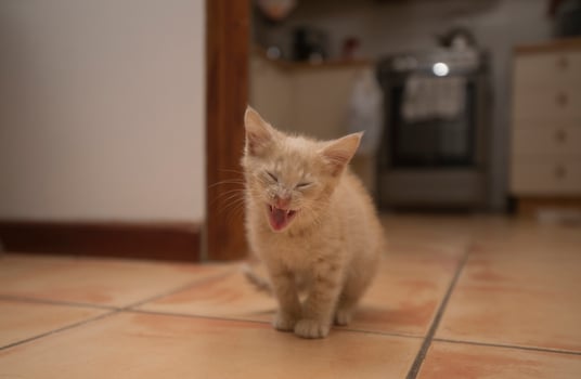 Portrait of a cute baby kitten meowing with her eyes closed in front of the camera on the kitchen floor at home photo
