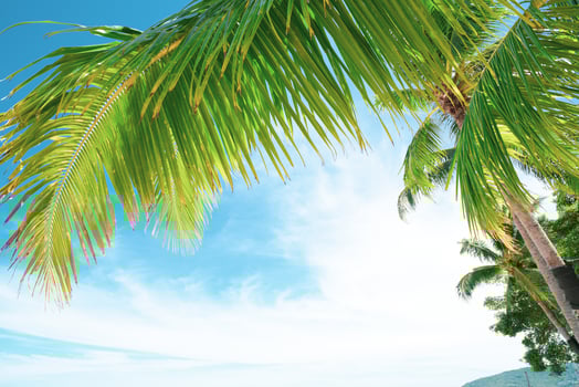 Summer background with coconut leaves and bright sky. photo
