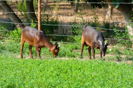 Goats quietly eating green grass essential for good milk yields photo