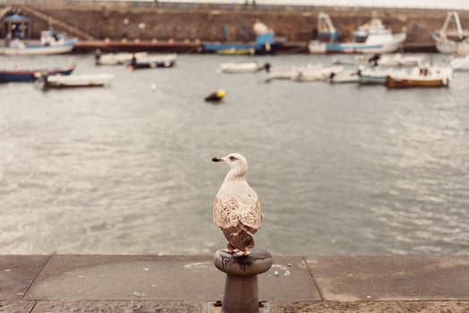 Seagulls at the Pier photo