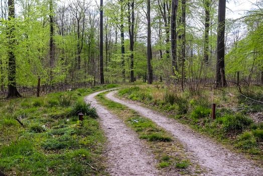Beautiful view into a dense green forest with bright sunlight casting deep shadow photo