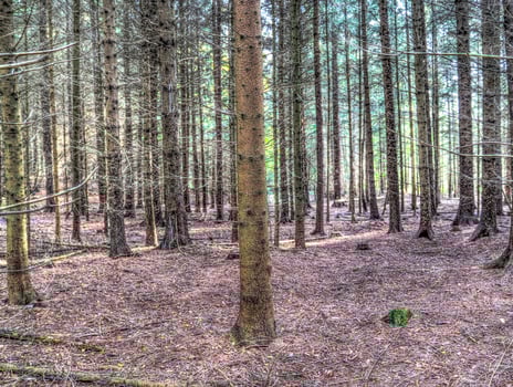 Beautiful view into a dense green forest with bright sunlight casting deep shadow photo