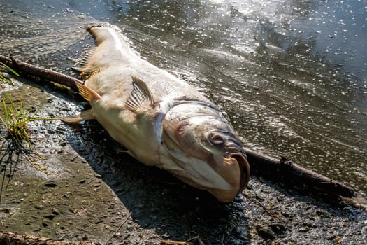 dead rotten fish on shore of polluted lake. ecological disaster and pestilence of silver carp photo