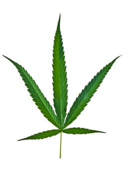 canabis leaf on white background photo