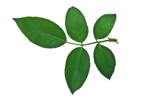 rose leaf on white background photo