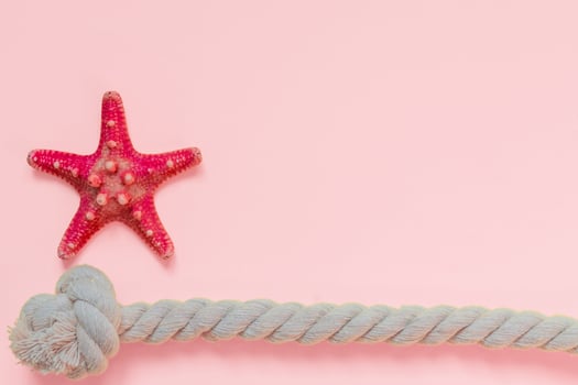 Red starfish and rope knot on bright pink background with copy space. summer holiday and vacation concept photo