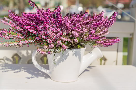 Beautiful blooming purple Erica darleyensis or heather in white ceramics pot in shape of watering can on white table. selective focus photo
