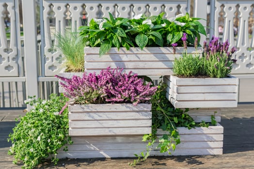 Beautiful blooming purple Erica darleyensis or heather, lavender and othe green plants in white wooden boxes. Garden decoration. selective focus photo