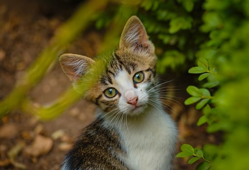 Portrait of sweet kitten photo