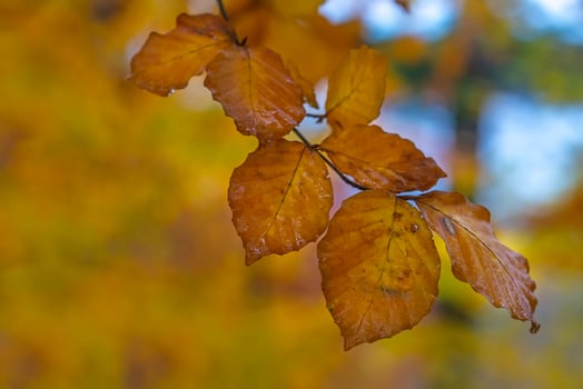 Autumn leaves on the branch photo