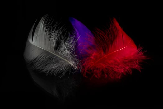 Close-up view of three colored feathers photo
