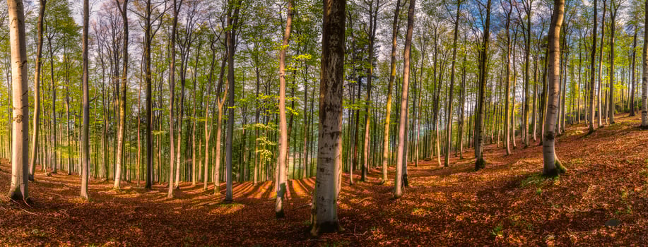 Panoramic view of spring beech forest photo