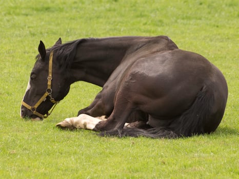 Horses in westphalia photo