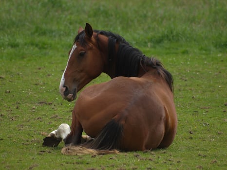 wild horses on a meadow in westphalia photo