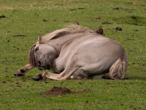 wild horses on a meadow in westphalia photo