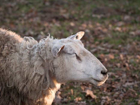 sheep herd in germany photo