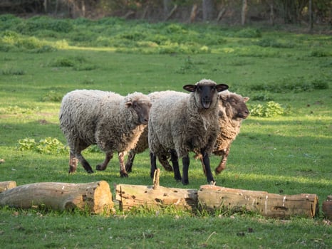 sheeps and lambs photo