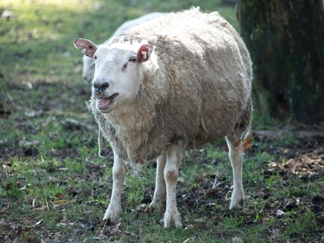 sheeps on a meadow in westphalia photo