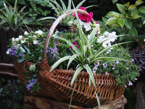 summer time in the garden photo