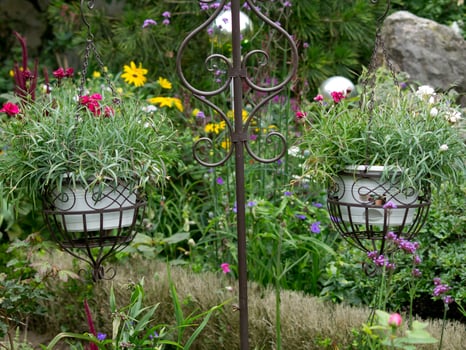 colorfull flowers in the garden photo