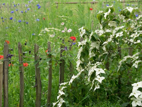 Summer garden in westphalia photo