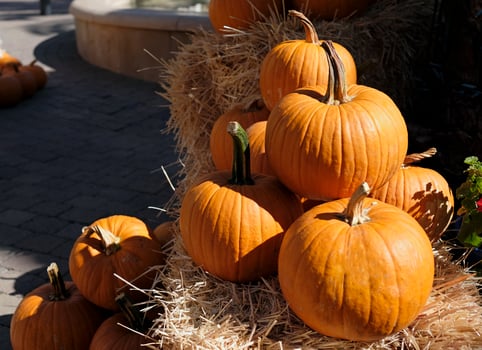 Thanksgiving and Halloween - Multiple pumpkins on and around stacks of hay photo