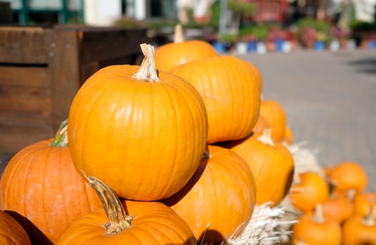 Thanksgiving and Halloween - Multiple pumpkins on and around stacks of hay photo