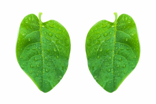 Green basella alba leaves with mucilaginous texture. photo