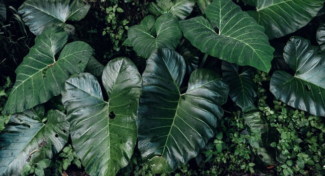 Green leaf  background,tropical leaf photo