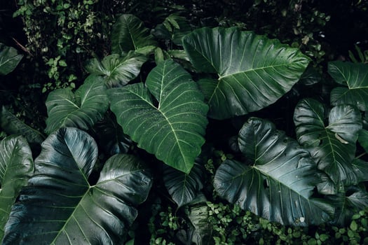 Green leaf  background,tropical leaf photo