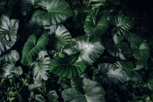 Green leaf  background,tropical leaf photo