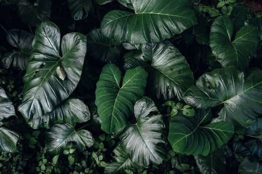 Green leaf  background,tropical leaf photo