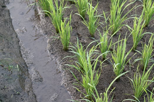 small rice plants that live in the farmers' fields photo