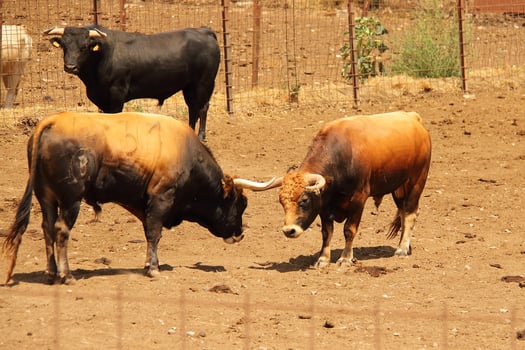 Farm of bulls, ranch style farming photo