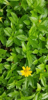 Indian Daisy or Indian summer or Rudbeckia hirta or Black-Eyed Susan photo