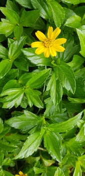 Indian Daisy or Indian summer or Rudbeckia hirta or Black-Eyed Susan photo